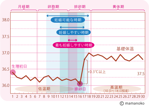 危険日は生理後いつ？生理前は完全に安全日だといえるの？